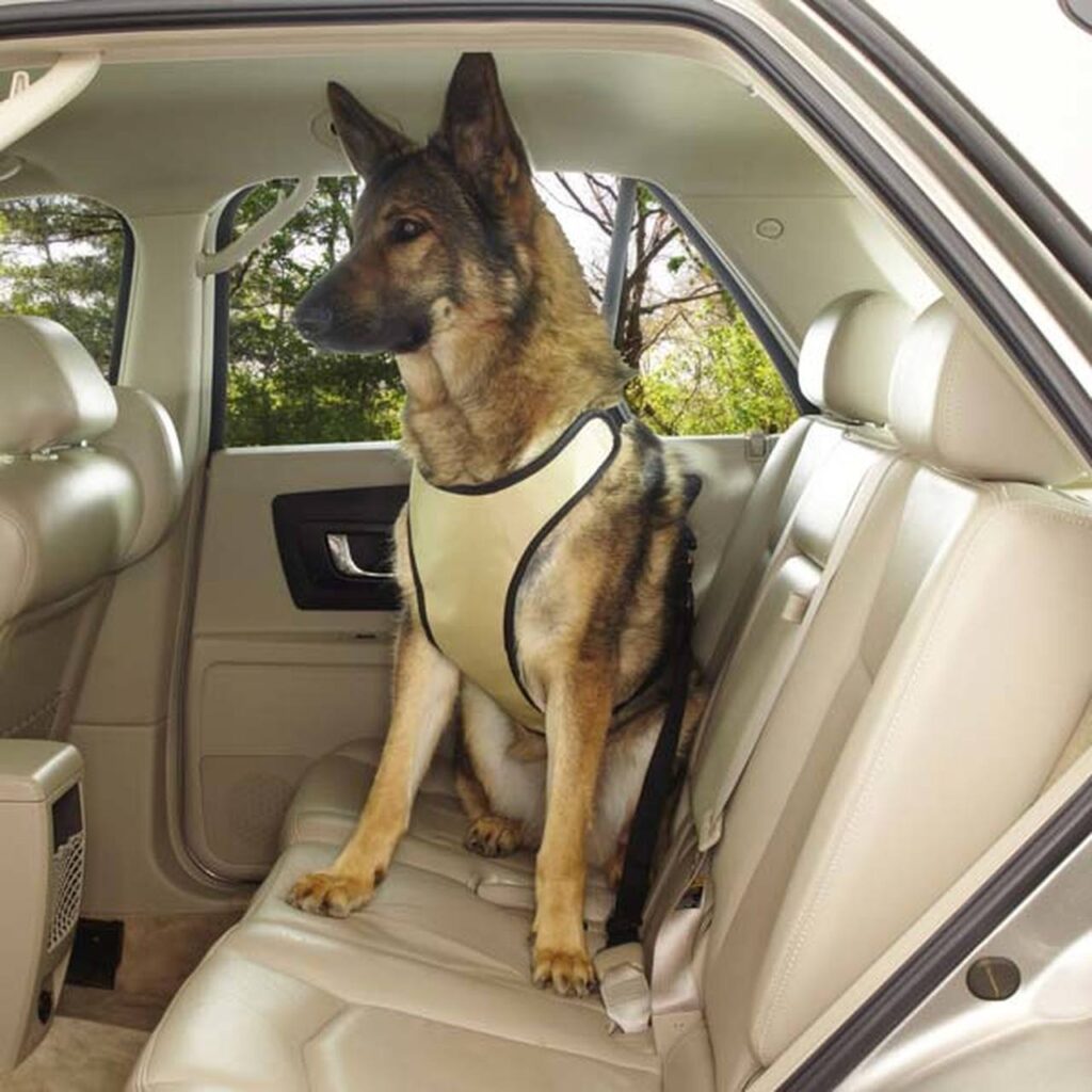 Best Dog Car Harness measuring tips