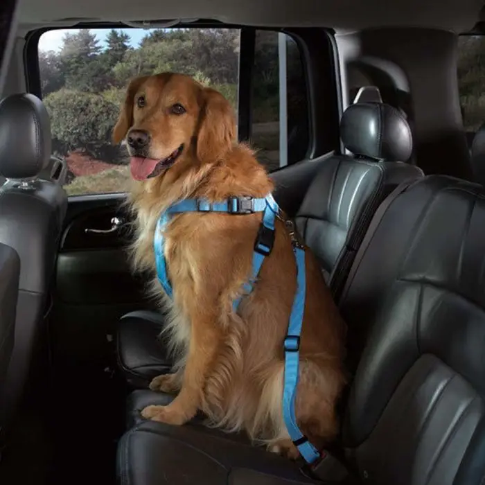 Best Dog Seatbelt