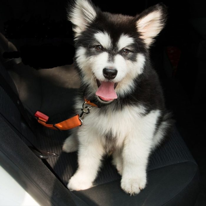 Best Dog Seatbelt